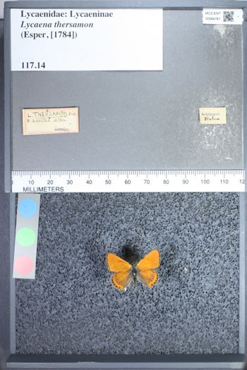 Media type: image;   Entomology 64767